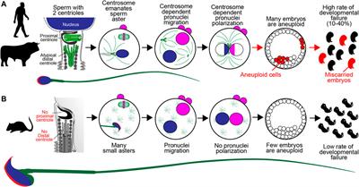 The Centriole’s Role in Miscarriages
